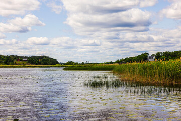 Scenic summer lake landscape with reeds, water lilies, distant farmhouses and cloudy sky. Sweden.