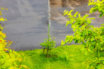 Young peony plant with support ring growing on green lawn during light rain shower. Sweden.