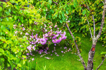 Pink rhododendron flowers with fresh green leaves and fallen petals on green grass in garden. Sweden.