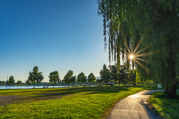 trees stands on the bank of Lake Constance, sun star shine through the leaves in treetop, peoples relax on the beach, the sun rise over the water surface, interesting scenery
