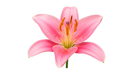 Naklejka premium A close-up of a gorgeous pink lily in full bloom against a black backdrop.