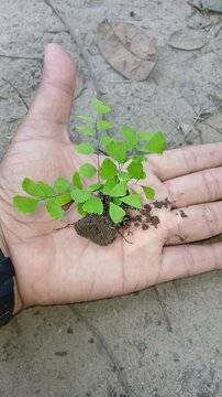 Plant beautiful in hand