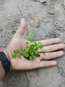 I put a maidenhair fern on my hand during the day