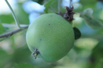 green apple on a tree in the garden, closeup of photo