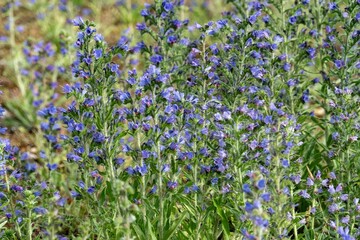 Fototapeta premium Purple viper's bugloss flowers blooming in a meadow