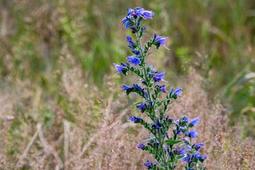 Viper's bugloss blooming in a meadow: echium vulgare showing its purple flowers