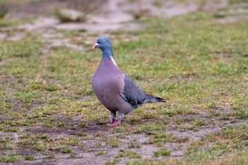 Common wood pigeon walking in a park