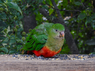 Female Australian King Parrot on Bird Feeder