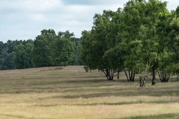Birch trees growing in a dry meadow near the forest edge