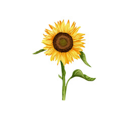 watercolor sunflower hand drawn isolated transparent  background.
autumn flower for print, textile, greeting card.