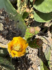Bright yellow bloom of a prickly pear cactus