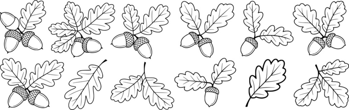Black and white line drawing of acorns and oak leaves oak leaf branch