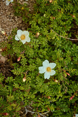 Wild rose (Rosa sp.) with white flowers, stamens and green leaves growing between granite rocks on the western slope of Greater Chimgan, Uzbekistan, July 2025. 
