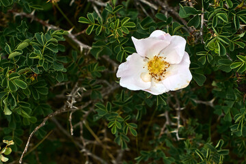 Delicate wild rose blooming among thorns on Big Chimgan slopes, Uzbekistan, July 2025