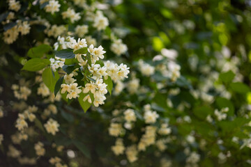 Beautiful blooming jasmine bush with white flowers, symbolizing natural beauty and fragrance....