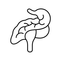 Pancreas Line Drawing Vector Art