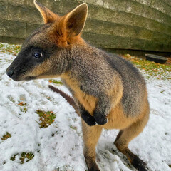 Swamp Wallaby Standing on Snow Patch