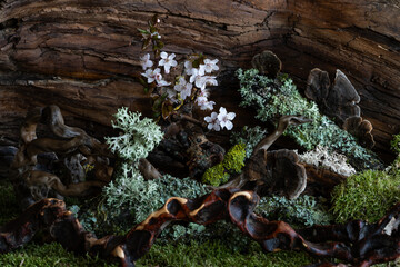 Mystical plum blossom in full bloom, against a backdrop of sturdy snags and delicate lichen. A...