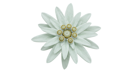 A pristine edelweiss flower, a symbol of purity, stands out against a black backdrop