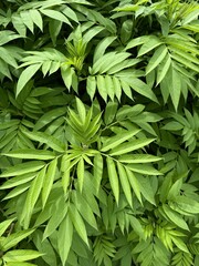 Close-up of green leaves with pointed tips and elongated shapes. Can be used in botany, biology, environment, design, and texture libraries.