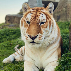 Golden Tiger Resting in Green Grass