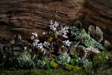 Mystical plum blossom in full bloom, against a backdrop of sturdy snags and delicate lichen. A...