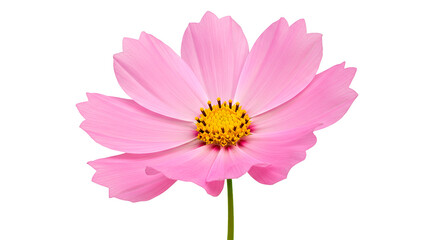 A single, stunning pink cosmos flower in full bloom, beautifully isolated.