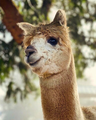 Fototapeta premium Alpaca Portrait in Natural Light