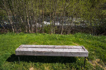 An old wooden bench for rest on the green grass with dandelions, against a background of trees and...