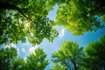 Fototapeta premium Fantastic Capturing the Beauty of Nature and the Serenity of the Forest