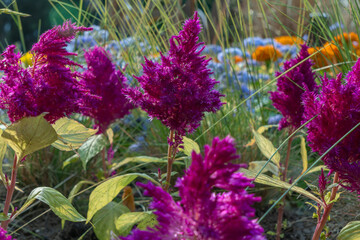 Celosia flower in full bloom in a vibrant garden. Whispers of summer captured in the delicate...