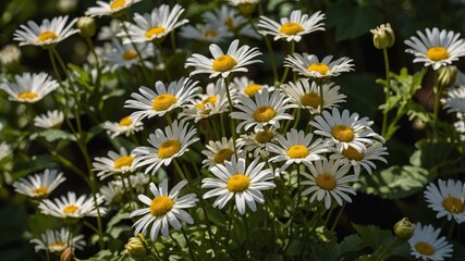 Daisies in Full Bloom Create a Vibrant Display in a Sunny Garden During Late Spring, Attracting Pollinators and Adding Beauty to the Landscape