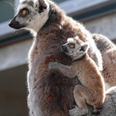 Lemur Mother Carrying Young on Back