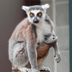 Ring-Tailed Lemur with Baby Nuzzled on Belly