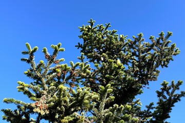Abies nordmanniana, or Nordmann fir tree, with its dense dark green needles reaching upward under a...