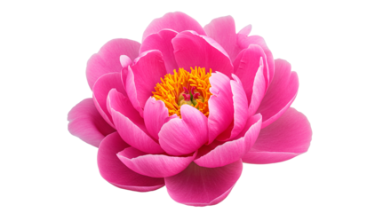 This stunning macro shot features a gorgeous pink peony flower in full bloom against a black backdrop.