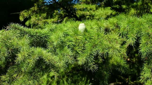 Atlaszeder Zeder Nadelbaum Zweig mit Zapfen in voller Pracht im abendlichen Sommer Sonnenlicht, ein immergr&uuml;ner Nadelbaum aus der Familie der Kieferngew&auml;chse Pinaceae, Himalaja-Zeder