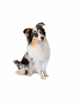 Sheltie or Shetland Shepherd, a miniature collie sits on a white background