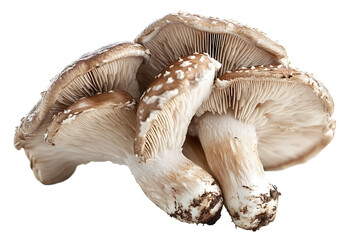 Fresh Shiitake Mushroom Isolated on Transparent Background - Isolated Culinary Ingredient