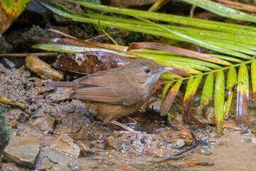 Abbott's babbler (Malacocincla abbotti), a species of bird in the family Pellorneidae, at Dosdewa, Karimganj, Assam, India