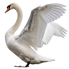 Elegant white swan with open wings isolated on a transparent background bird feathers