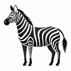 zebra vector illustration