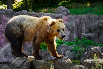 Portrait of beautiful brown bear. Ursus arctos beringianus.