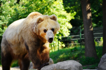 Portrait of beautiful brown bear. Ursus arctos beringianus.