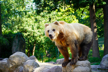 Portrait of beautiful brown bear. Ursus arctos beringianus.