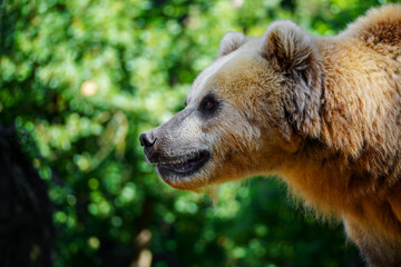 Portrait of beautiful brown bear. Ursus arctos beringianus.