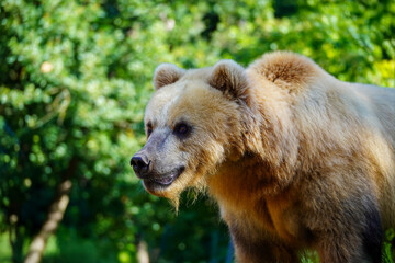 Portrait of beautiful brown bear. Ursus arctos beringianus.