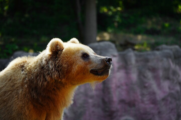 Portrait of beautiful brown bear. Ursus arctos beringianus.