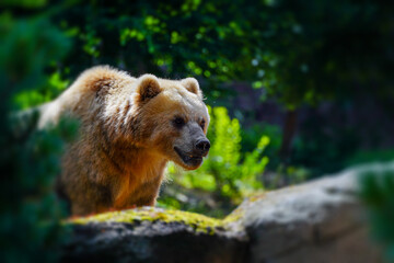 Portrait of beautiful brown bear. Ursus arctos beringianus.
