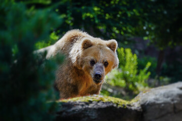 Portrait of beautiful brown bear. Ursus arctos beringianus.